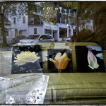 Photos on display at Costermonger…