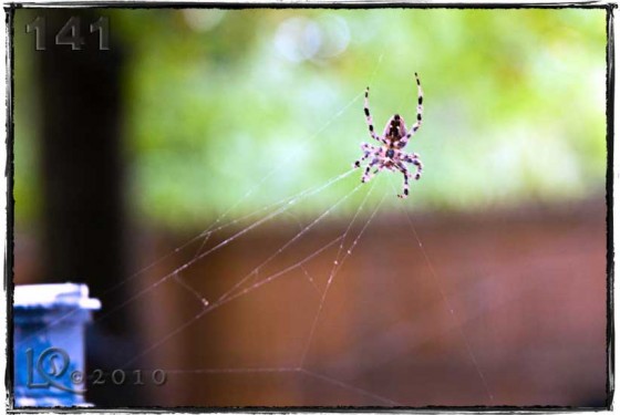 Along came a spider…