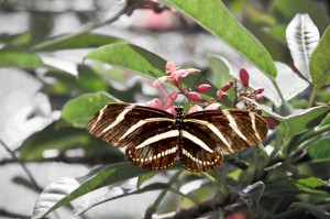 Monarch-1.2