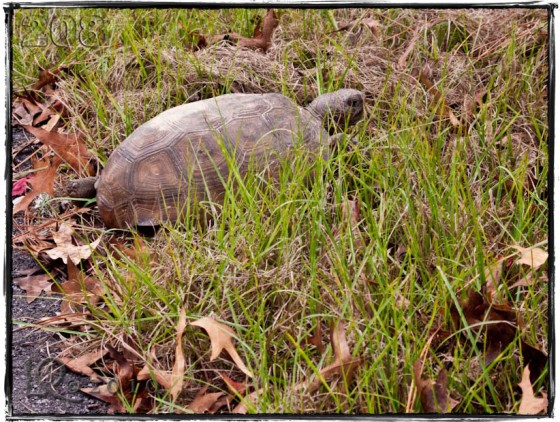 First wildlife sighting…sort of!