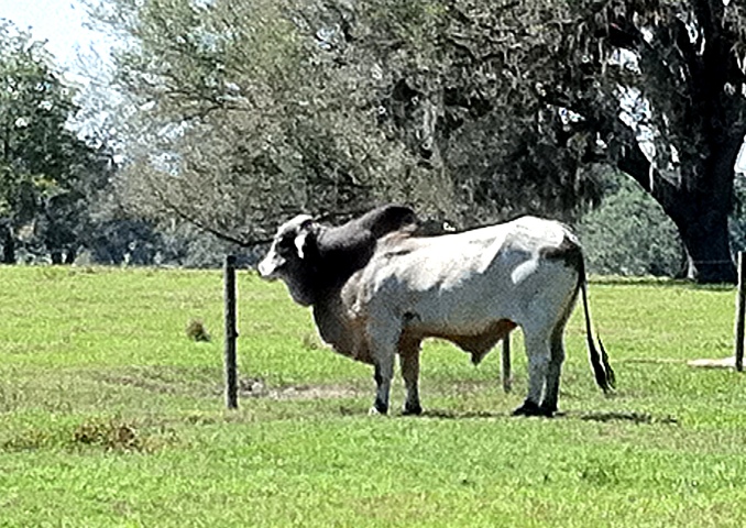 Home on the range…in Florida!