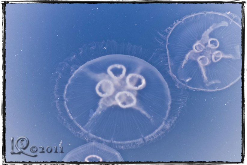 Jellyfish…