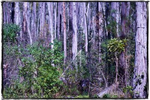 Creatures of the Okefenokee…