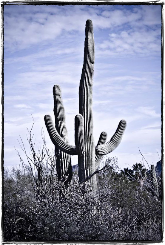 Sonora Desert Museum Sagauro…