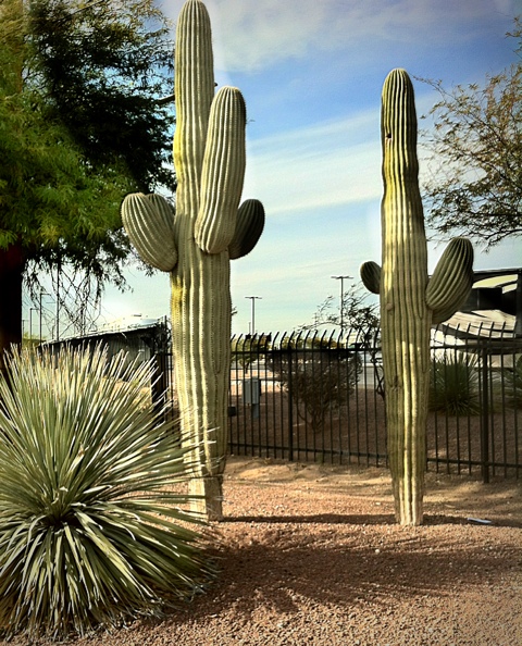 Majestic Saguaro…