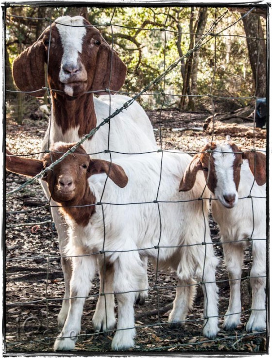 Goats on the trail…