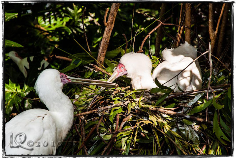 Nesting family…