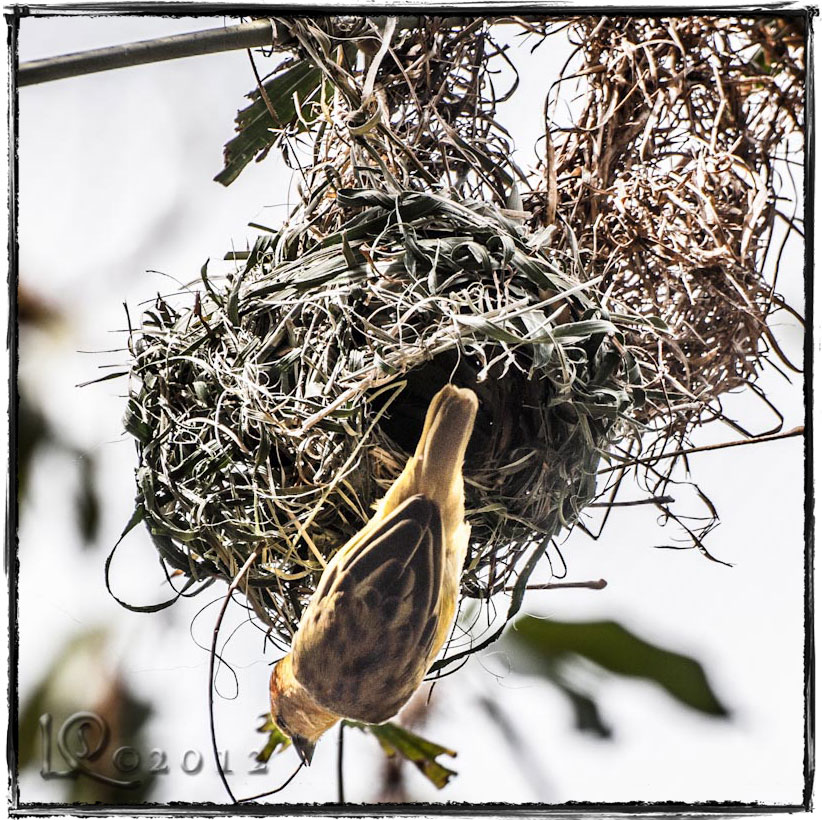 One more nest builder…