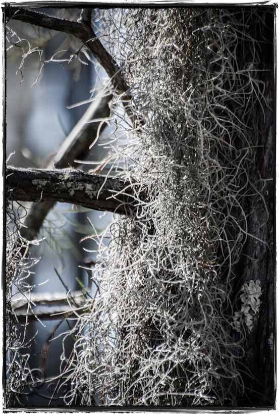 More Spanish Moss…