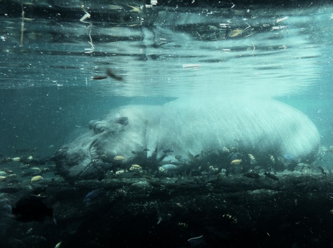 Underwater beauty…