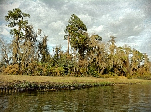 Spanish moss …