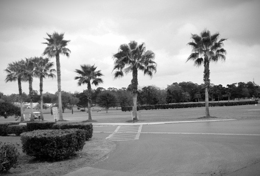 Palms in Central Florida…