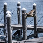 John’s Pass Pier — Part 3