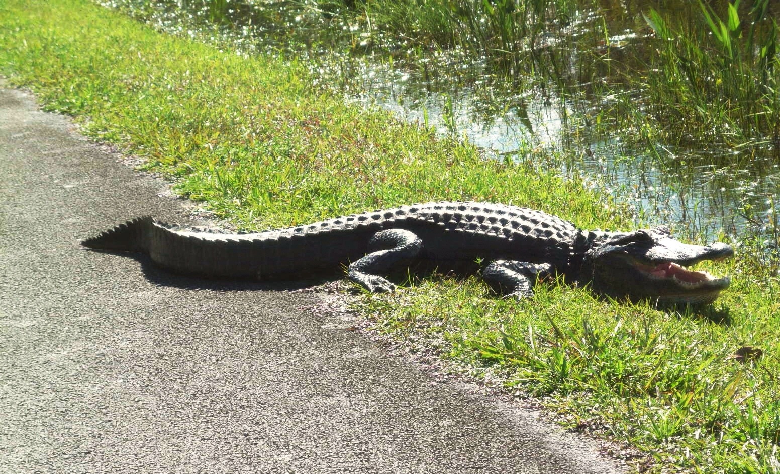Would you believe fake alligators?