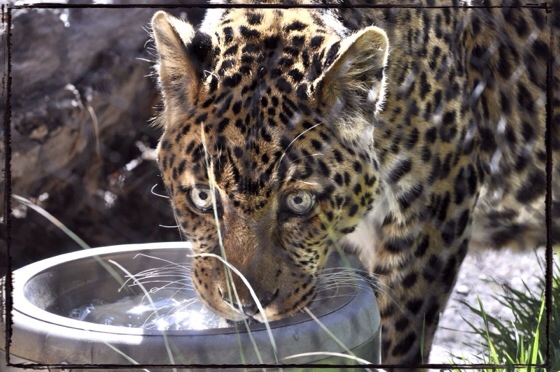 Amur Leopard …