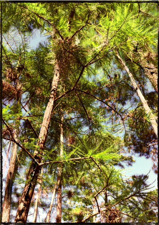 Deep in the forest …