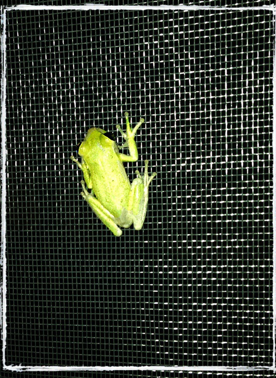 A night visitor …