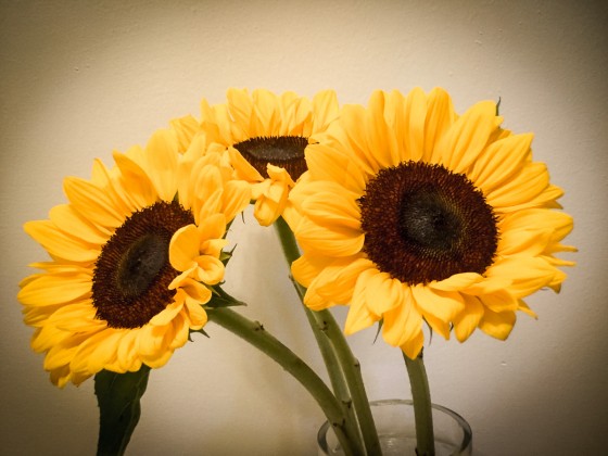 20160720-Sunflowers_07-19-16_004
