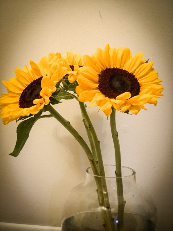 20160720-Sunflowers_07-19-16_005