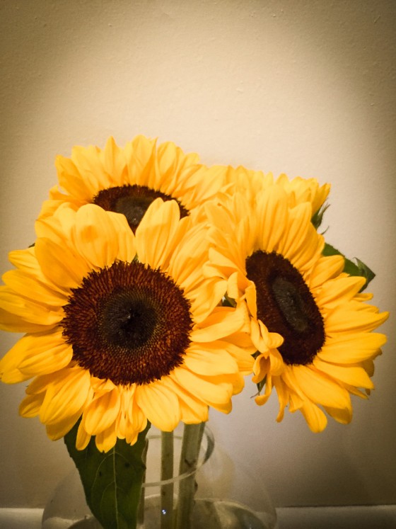 20160720-Sunflowers_07-19-16_011